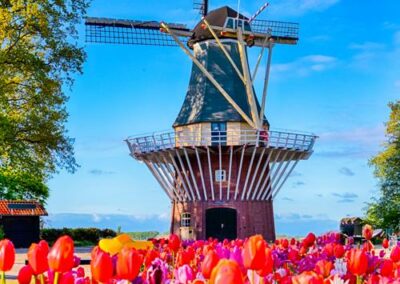 Tulpenblüte in Holland