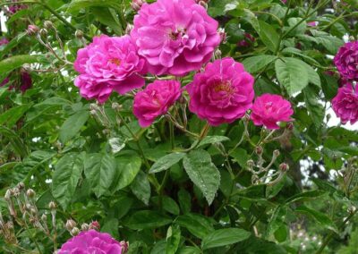 Frühlingszauber im Taunus