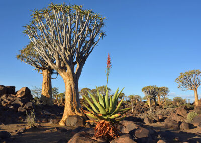 Namibia Flugreise nictours