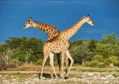 Namibia Flugreise nictours Giraffen