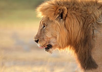 Namibia Flugreise nictours
