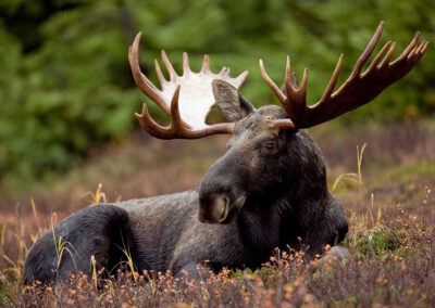 Schweden Reisebegleitung nictours