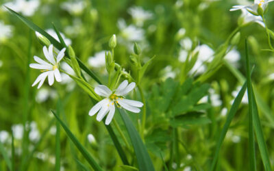 SAISONERÖFFNUNG TAGESFAHRT INS BLAUE