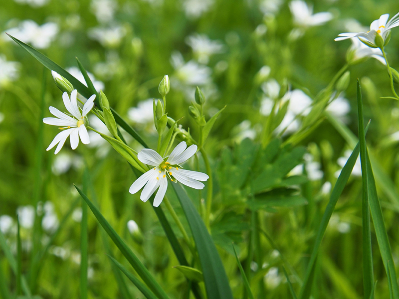 Saisoneröffnung-Tagesfahrt-nictours-2026