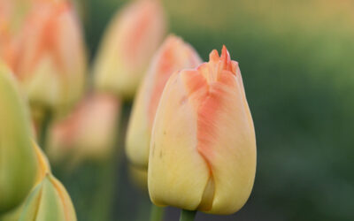 BLÜTENZAUBER & HOLLÄNDISCHES FLAIR