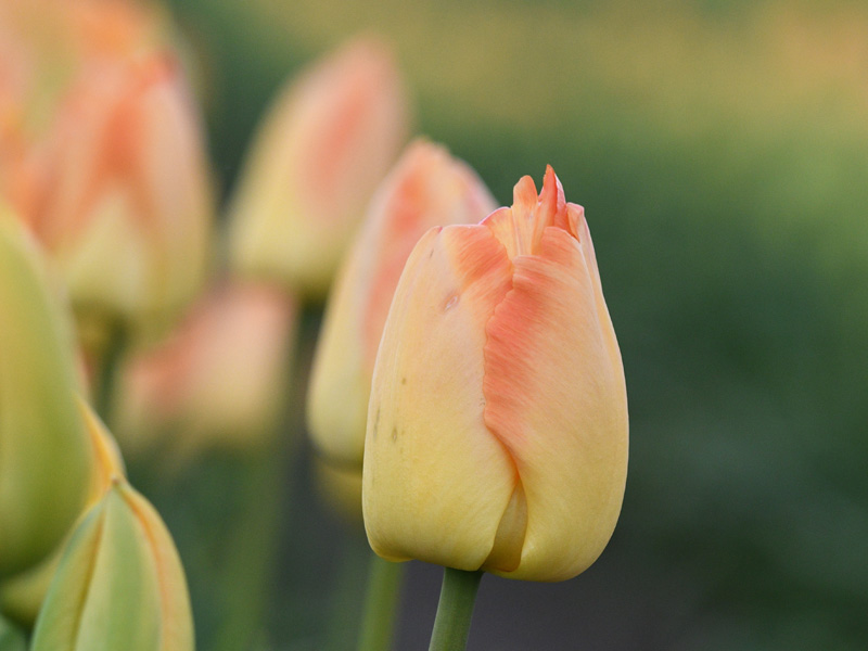 blütenzauber-Tagesfahrten