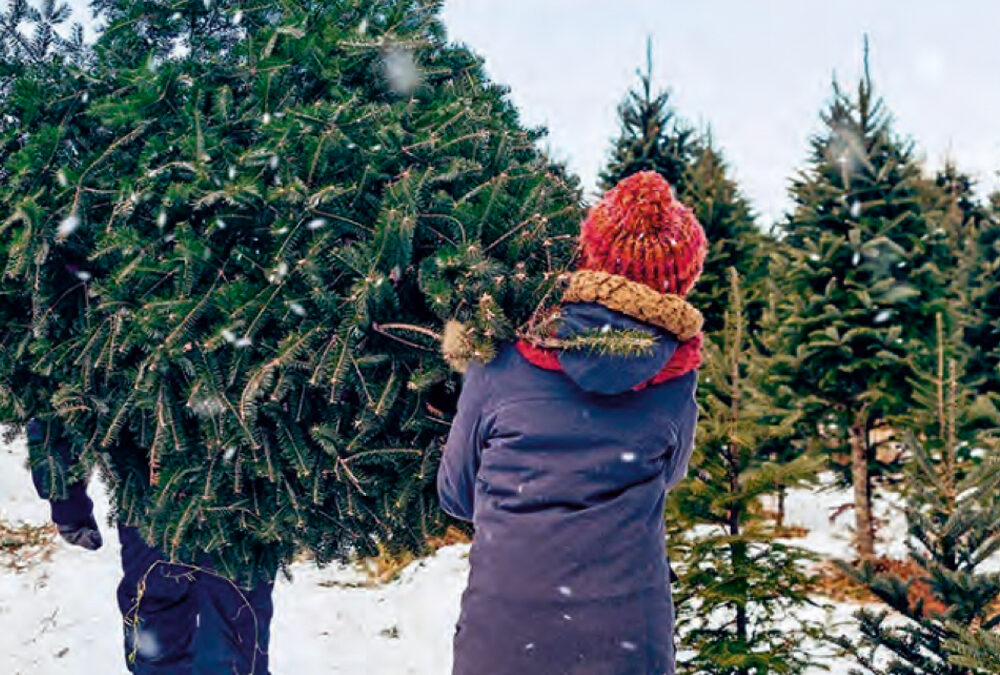 Mein Weihnachtsbaum aus Finnland